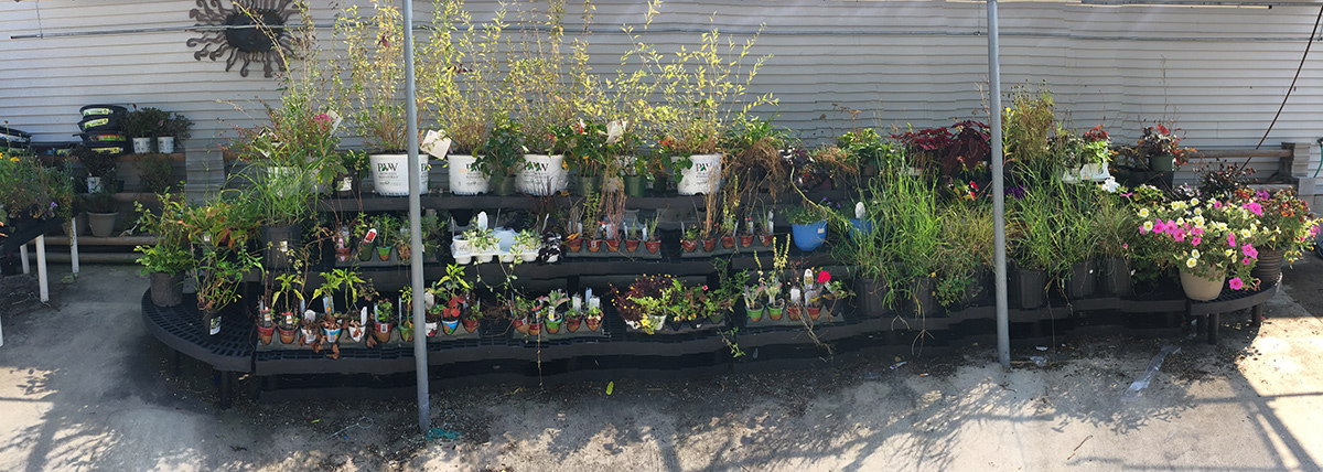 potted plants & shrubs